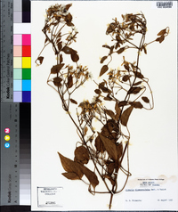 Clematis terniflora image