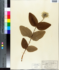 Clematis ochroleuca image