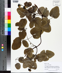 Clematis reticulata image