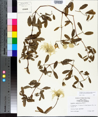 Clematis reticulata image