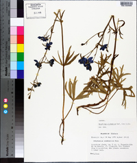 Delphinium alabamicum image