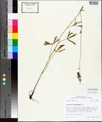 Delphinium carolinianum subsp. vimineum image