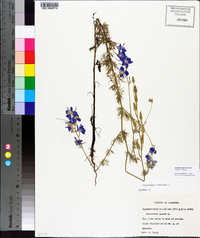 Delphinium ajacis image