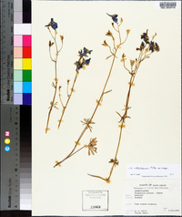 Delphinium nuttallianum image