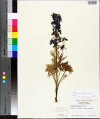 Delphinium nuttallianum image
