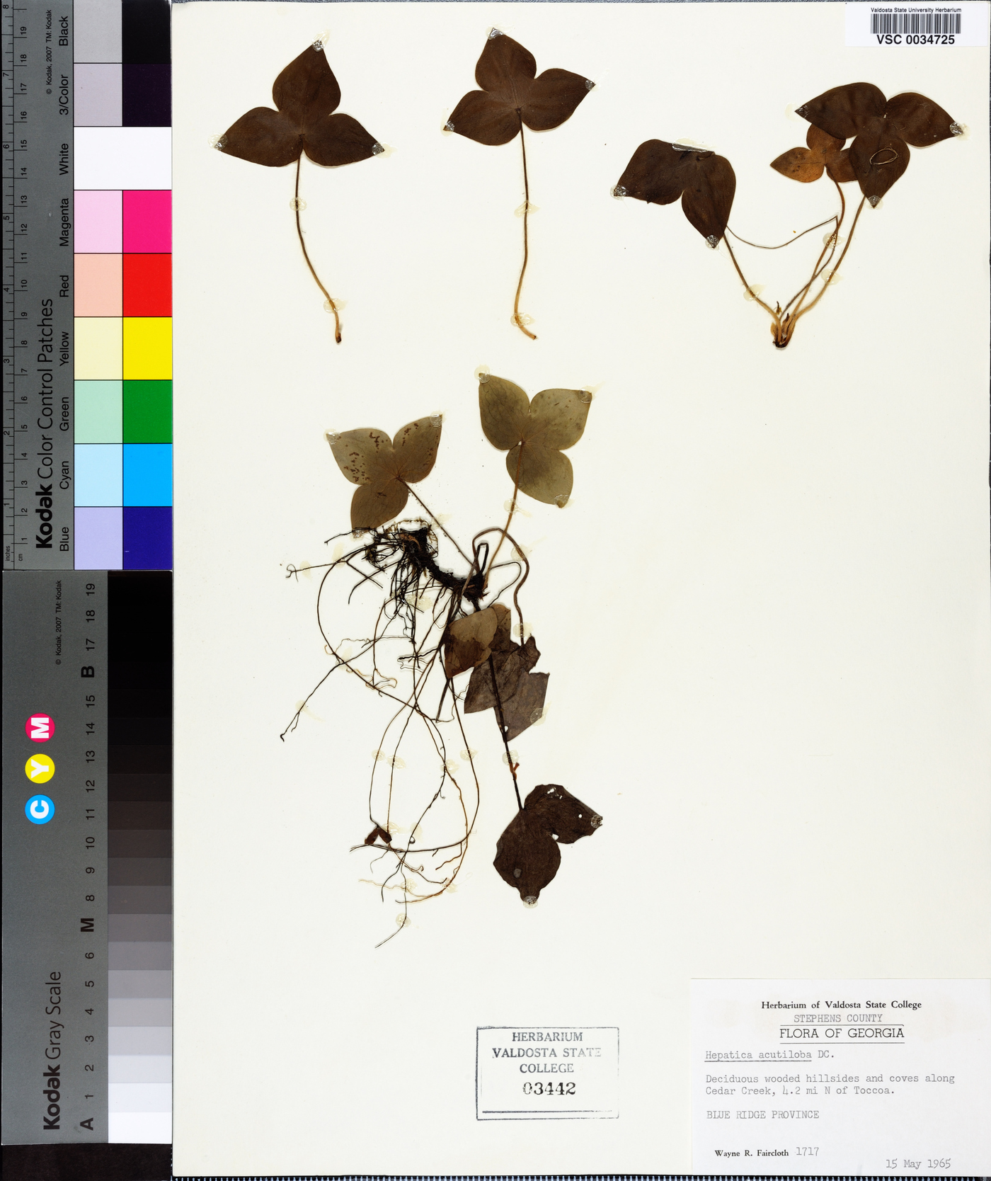 Hepatica nobilis image