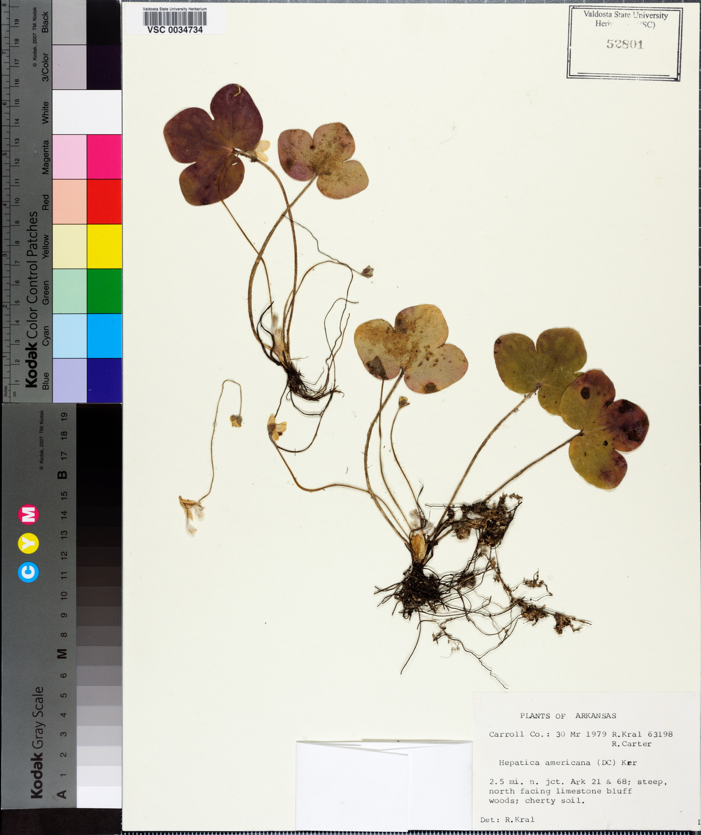 Hepatica nobilis image