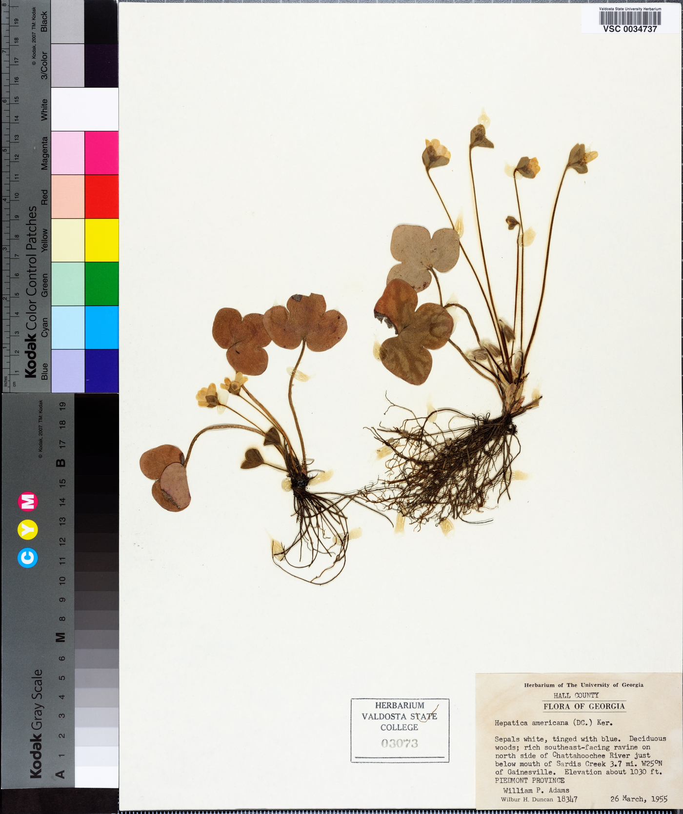 Hepatica nobilis image