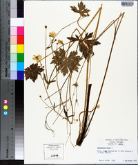 Ranunculus acris image