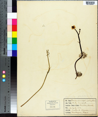 Ranunculus flabellaris image