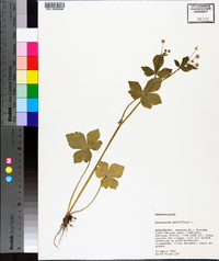 Ranunculus parviflorus image