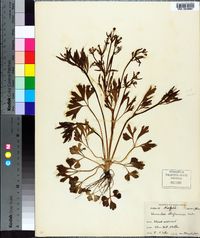 Ranunculus allegheniensis image