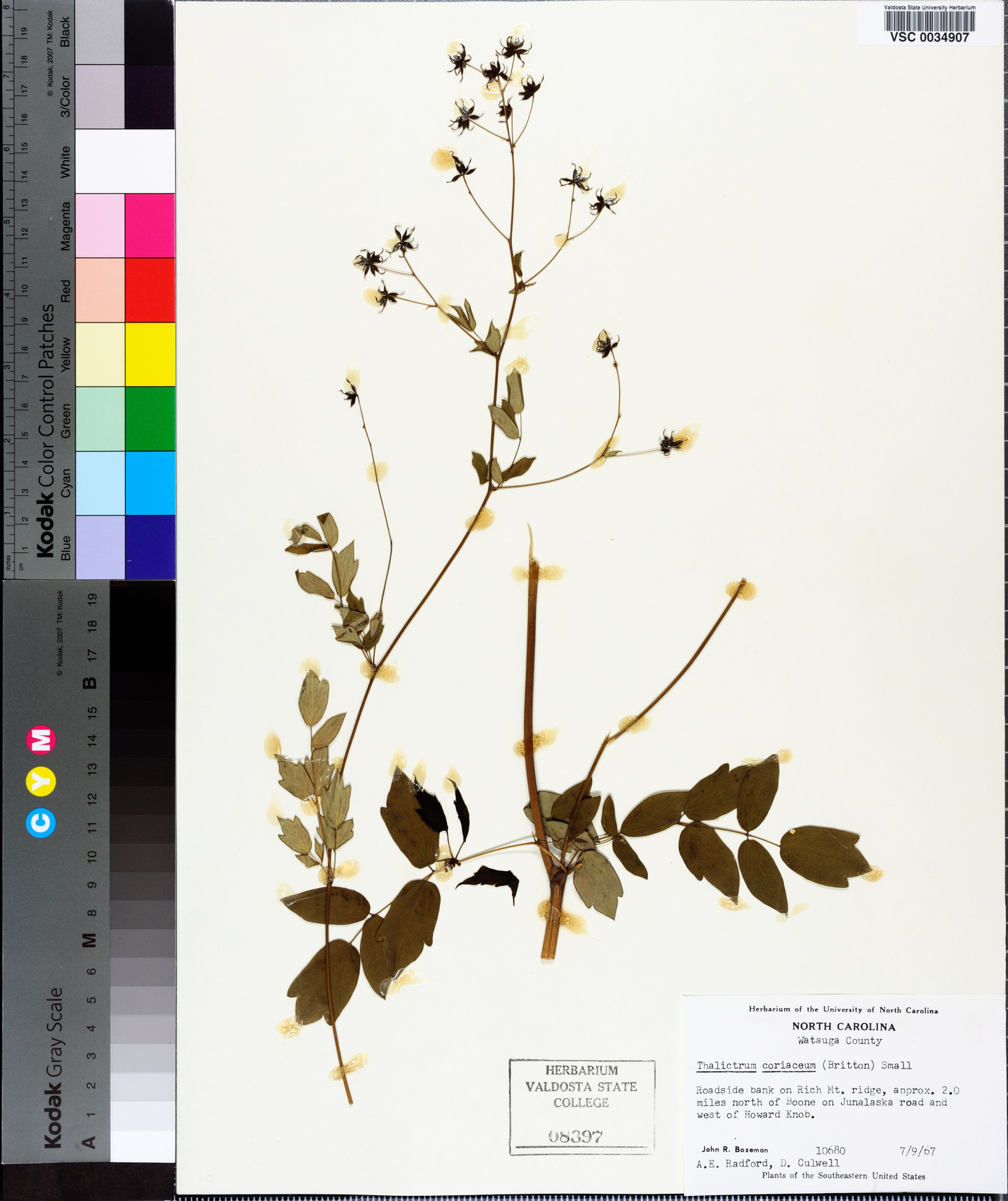 Thalictrum coriaceum image