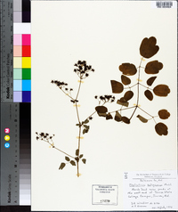 Thalictrum pubescens image