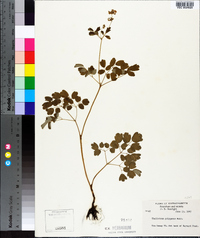 Thalictrum pubescens image