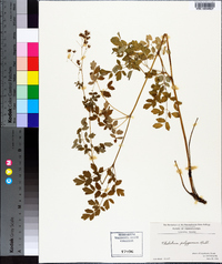 Thalictrum pubescens image