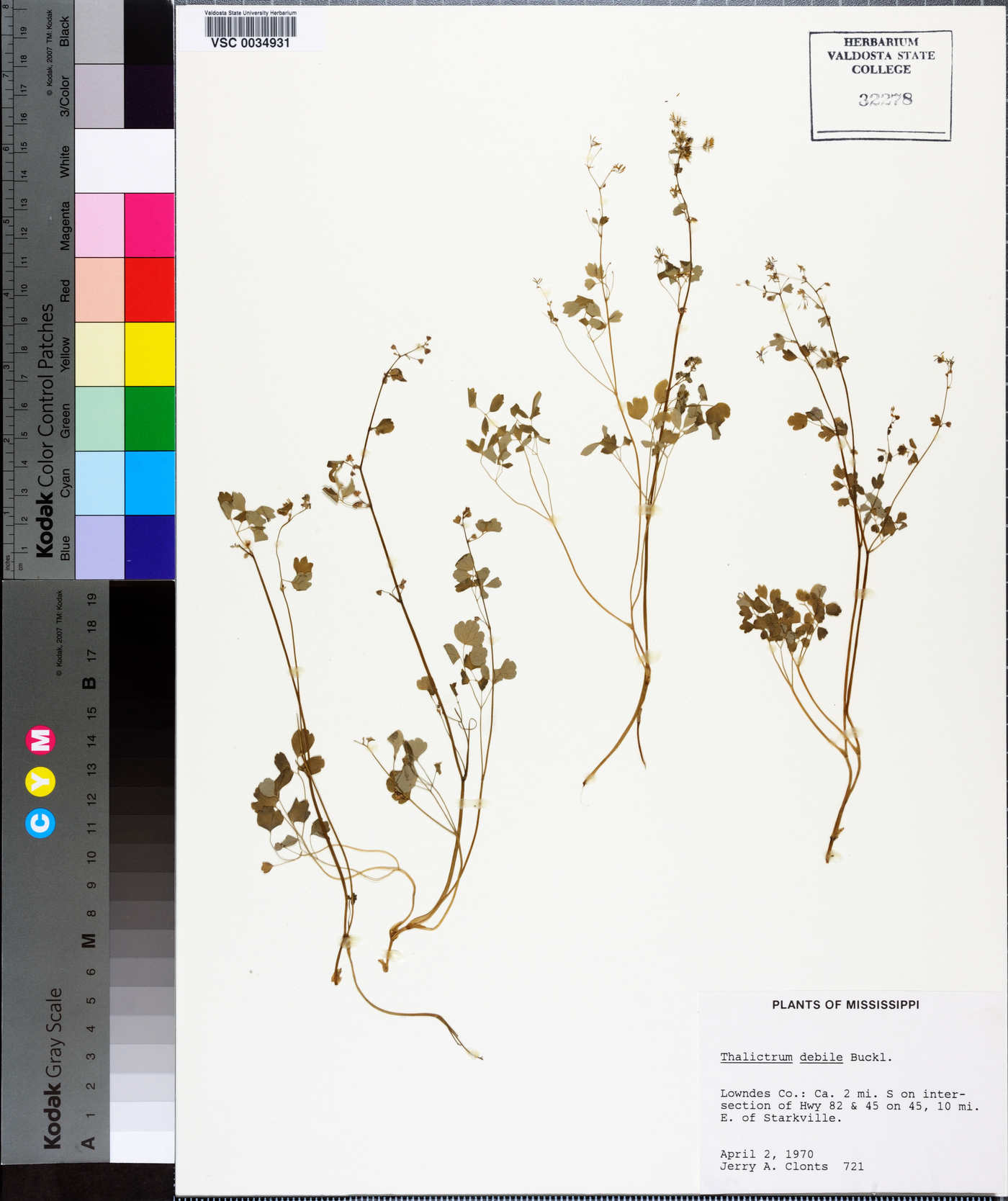 Thalictrum debile image