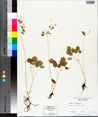 Thalictrum clavatum image