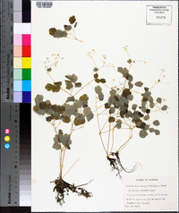 Thalictrum mirabile image