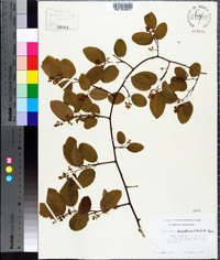 Berchemia scandens image