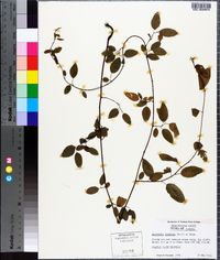 Berchemia scandens image