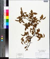 Berchemia scandens image