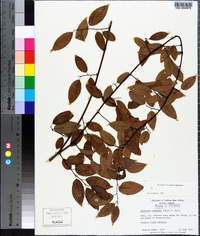 Berchemia scandens image