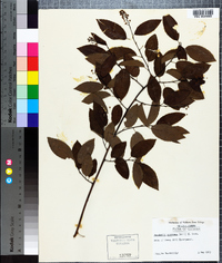 Berchemia scandens image