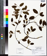 Berchemia scandens image