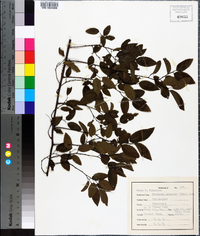 Berchemia scandens image