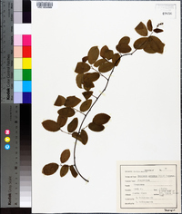 Berchemia scandens image