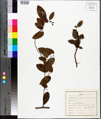 Berchemia scandens image