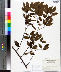 Berchemia scandens image