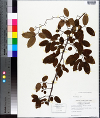 Berchemia scandens image