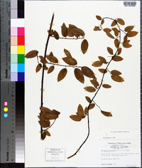 Berchemia scandens image