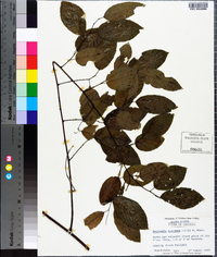 Berchemia scandens image