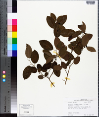 Berchemia scandens image