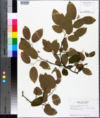 Berchemia scandens image