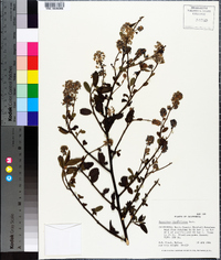 Ceanothus thyrsiflorus image