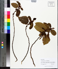 Colubrina arborescens image