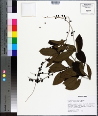Image of Gouania cornifolia