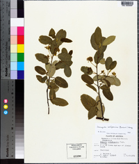 Frangula californica image