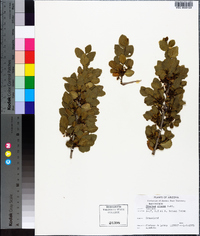 Rhamnus crocea image