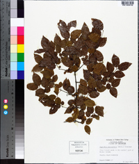 Sageretia minutiflora image