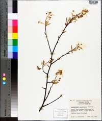 Amelanchier canadensis image