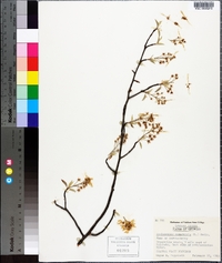 Amelanchier canadensis image