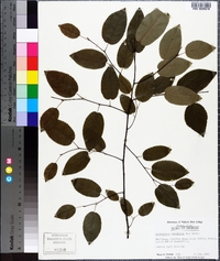 Amelanchier canadensis image