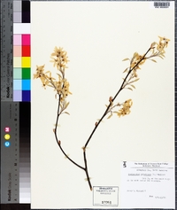 Amelanchier canadensis image