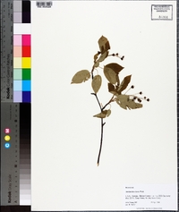 Amelanchier laevis image