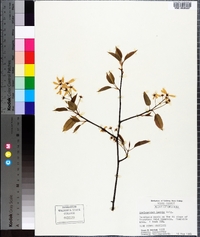 Amelanchier laevis image